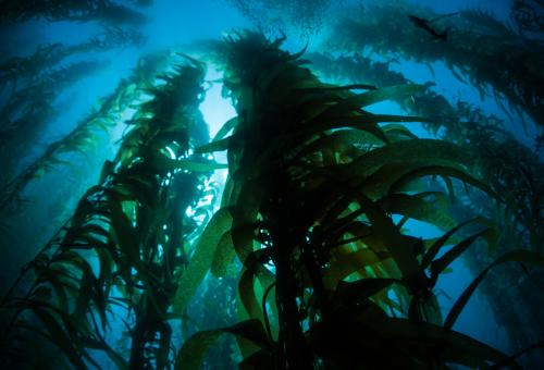 Dark Kelp Forest in California