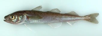 Arctic Cod, a small, ice-affiliated forage fish, is the  most abundant marine fish and is an important link in marine food webs. Photo by Catherine Meckleburg,  2007.