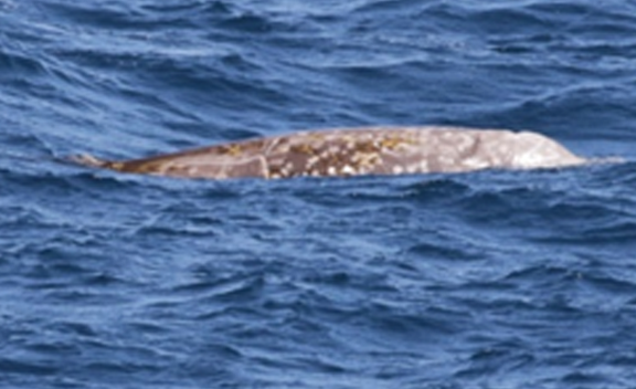 Beaked-Whales