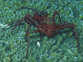 A lithodid crab seen on the mussel bed at 1,600 meters. Image courtesy of Deepwater Canyons 2013 - Pathways to the Abyss, NOAA-OER/BOEM/USGS