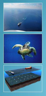 ROD Banner Image including seismic images and a sea turtle