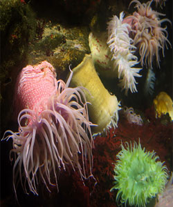 Image of Underwater Plants On Rig Leg