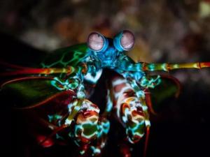 Peacock Mantis Shrimp3