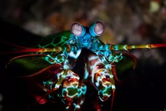 Peacock Mantis Shrimp3