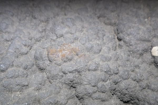 Top of a ferromanganese crust sample collected from 1,896 meters water depth at Necker Ridge in the central north Pacific. The surface of this crust was in contact with ocean water and grew just 2 millimeters per million years.