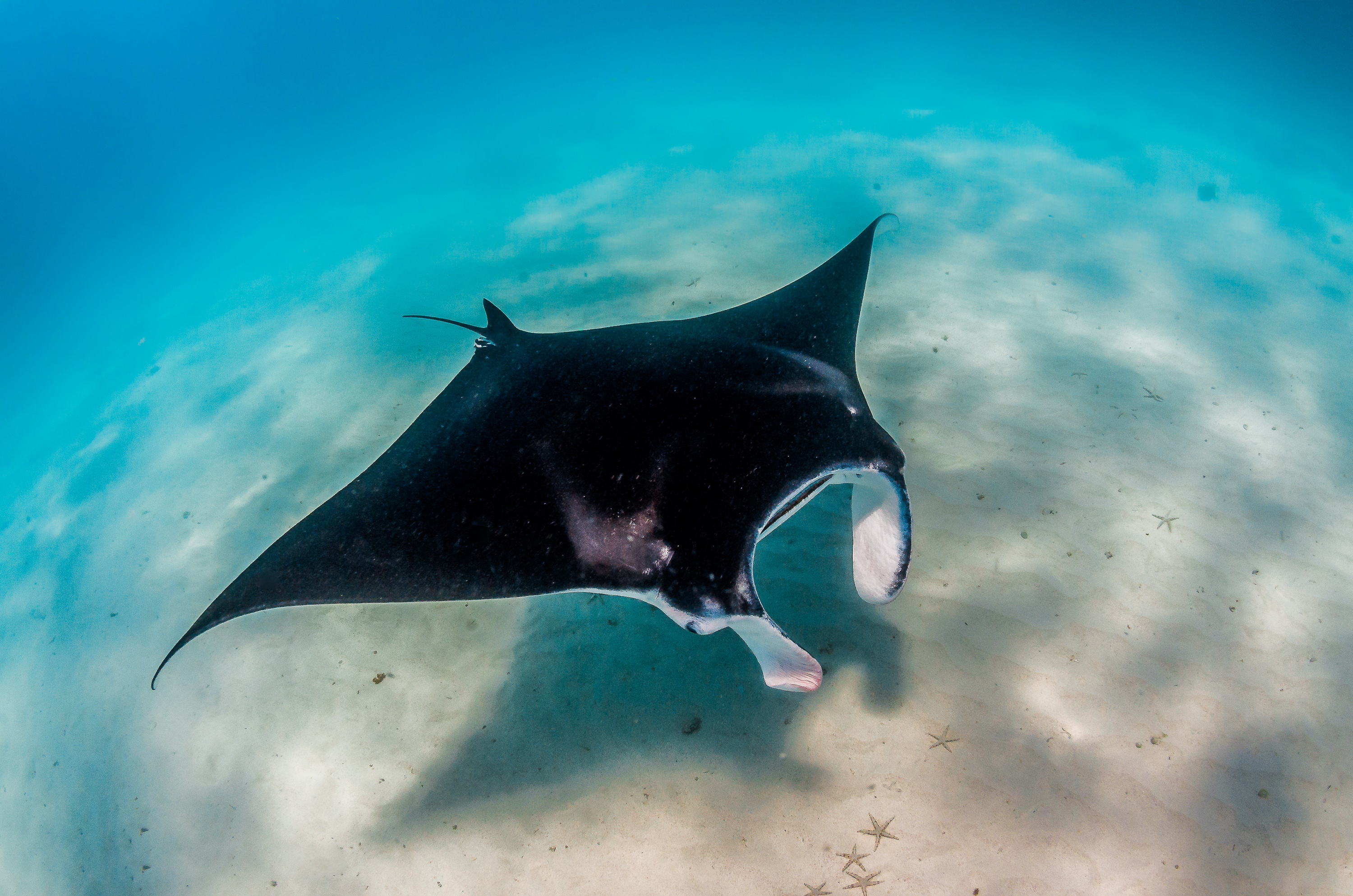 manta ray