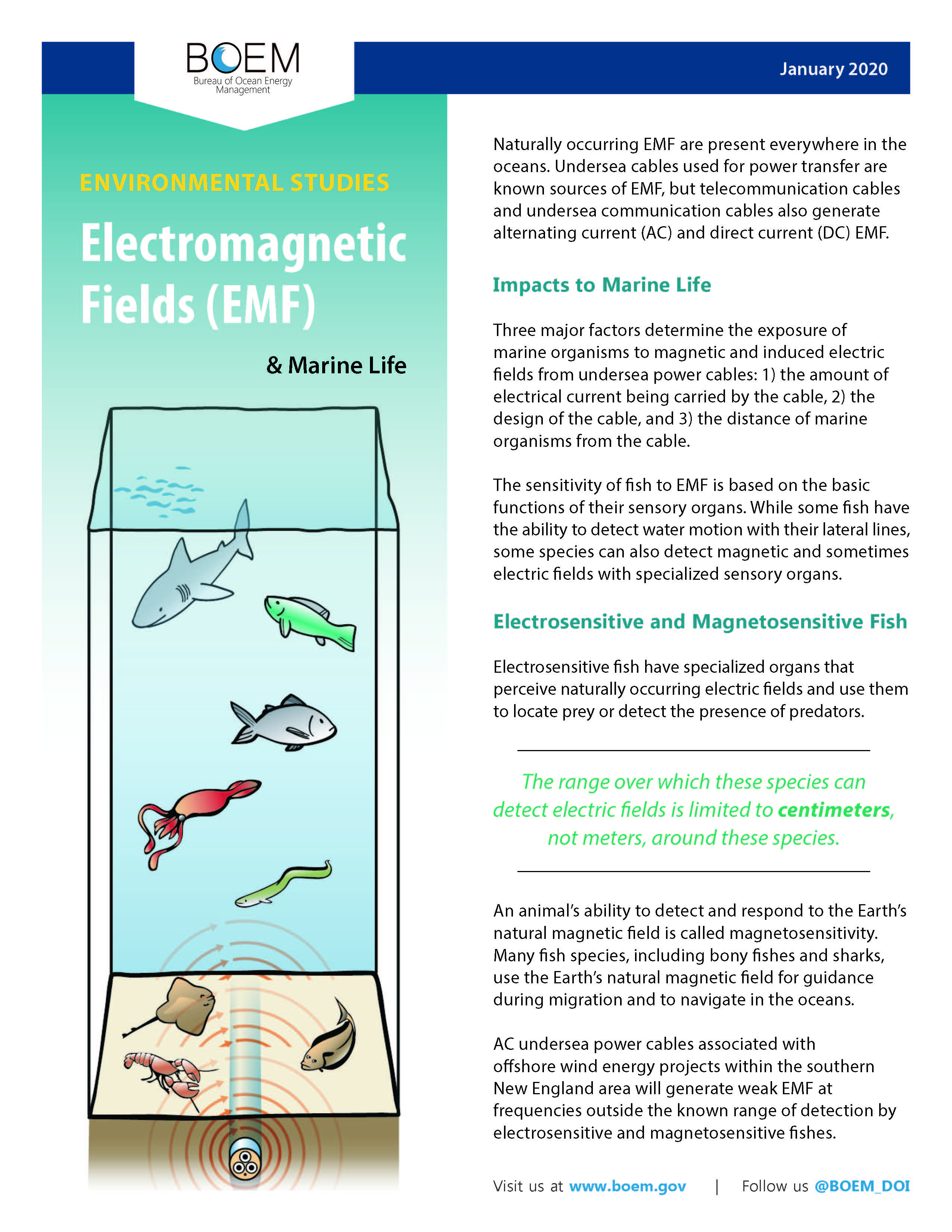 Electromagnetic Fields Marine Life Poster