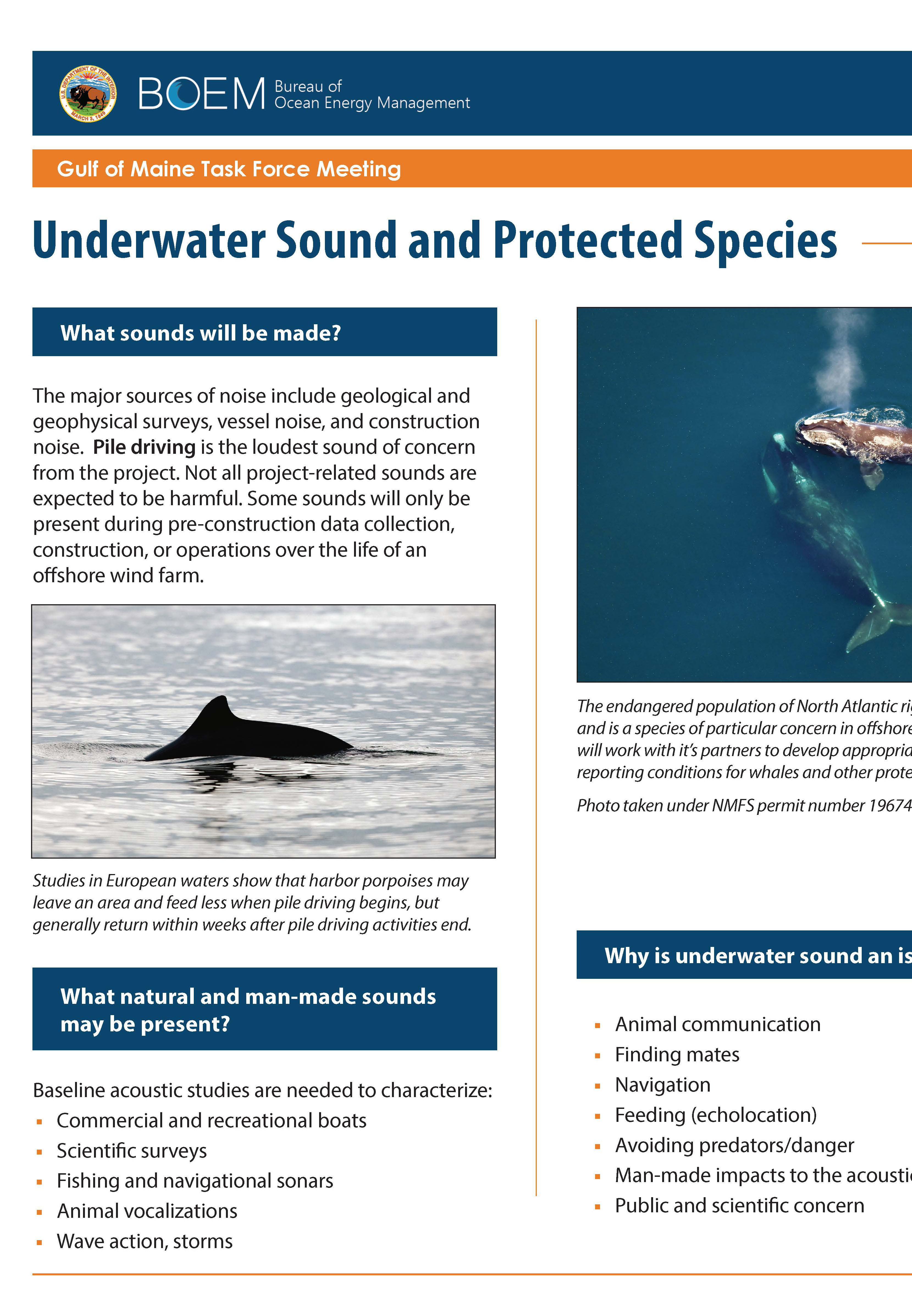 Protected Species Underwater and Sound Poster