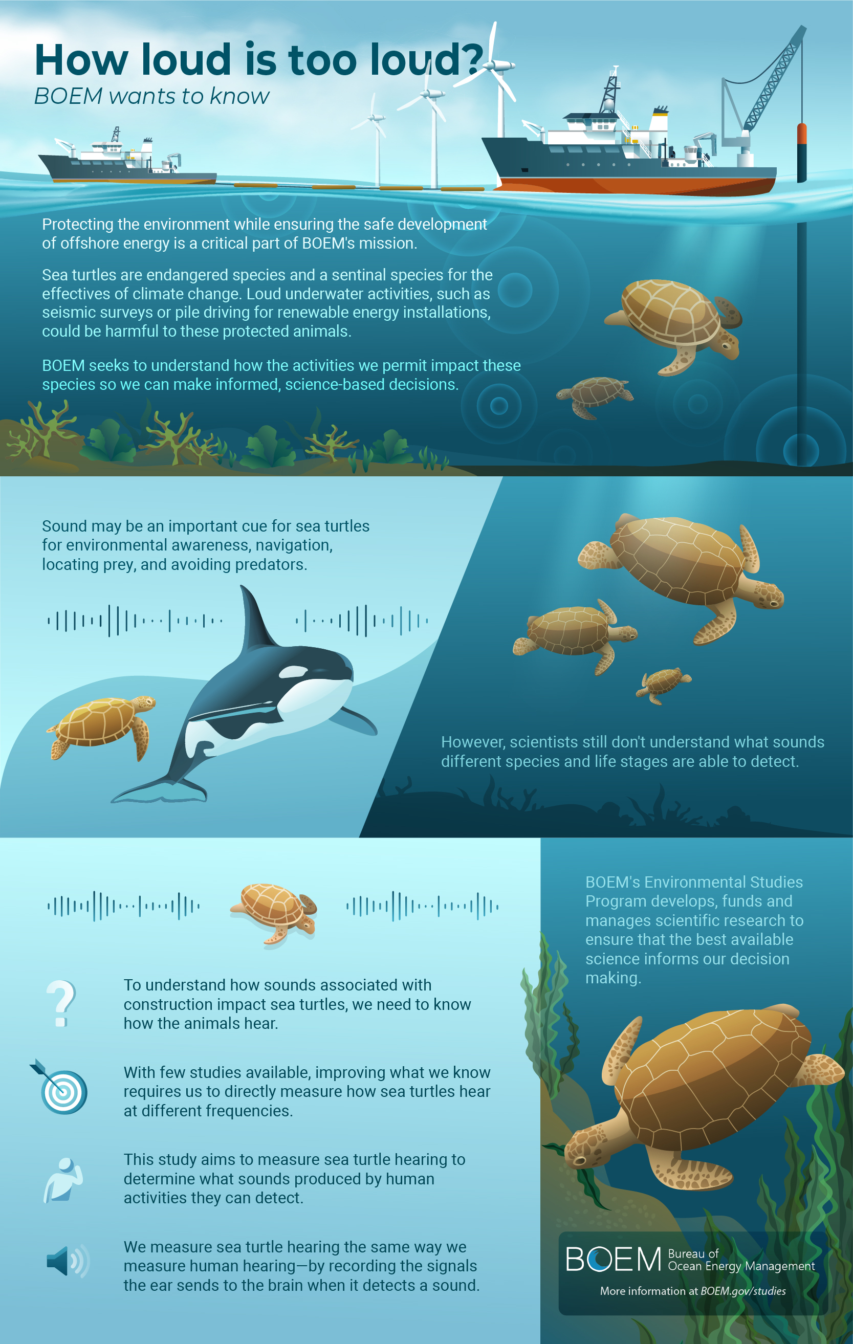 BOEM-Sea-Turtle-Hearing-Study