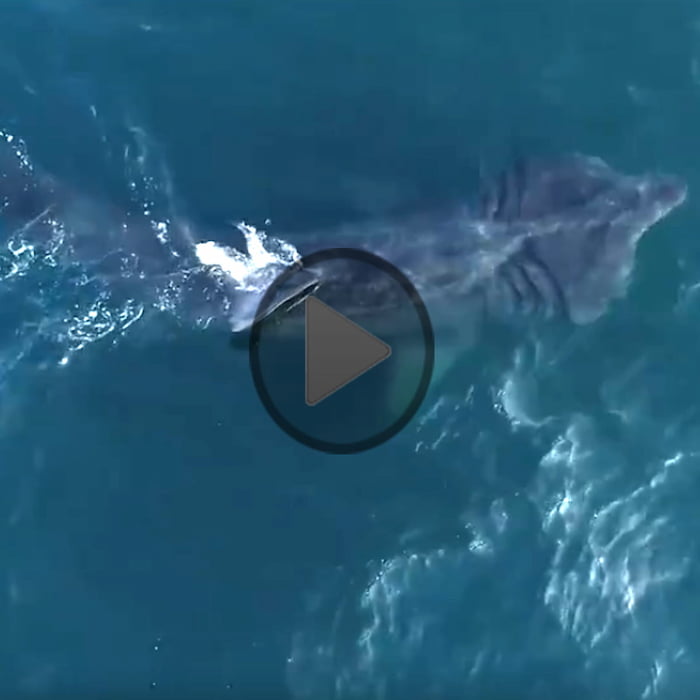 Top down view of a bask shark with a video play button super imposed on top