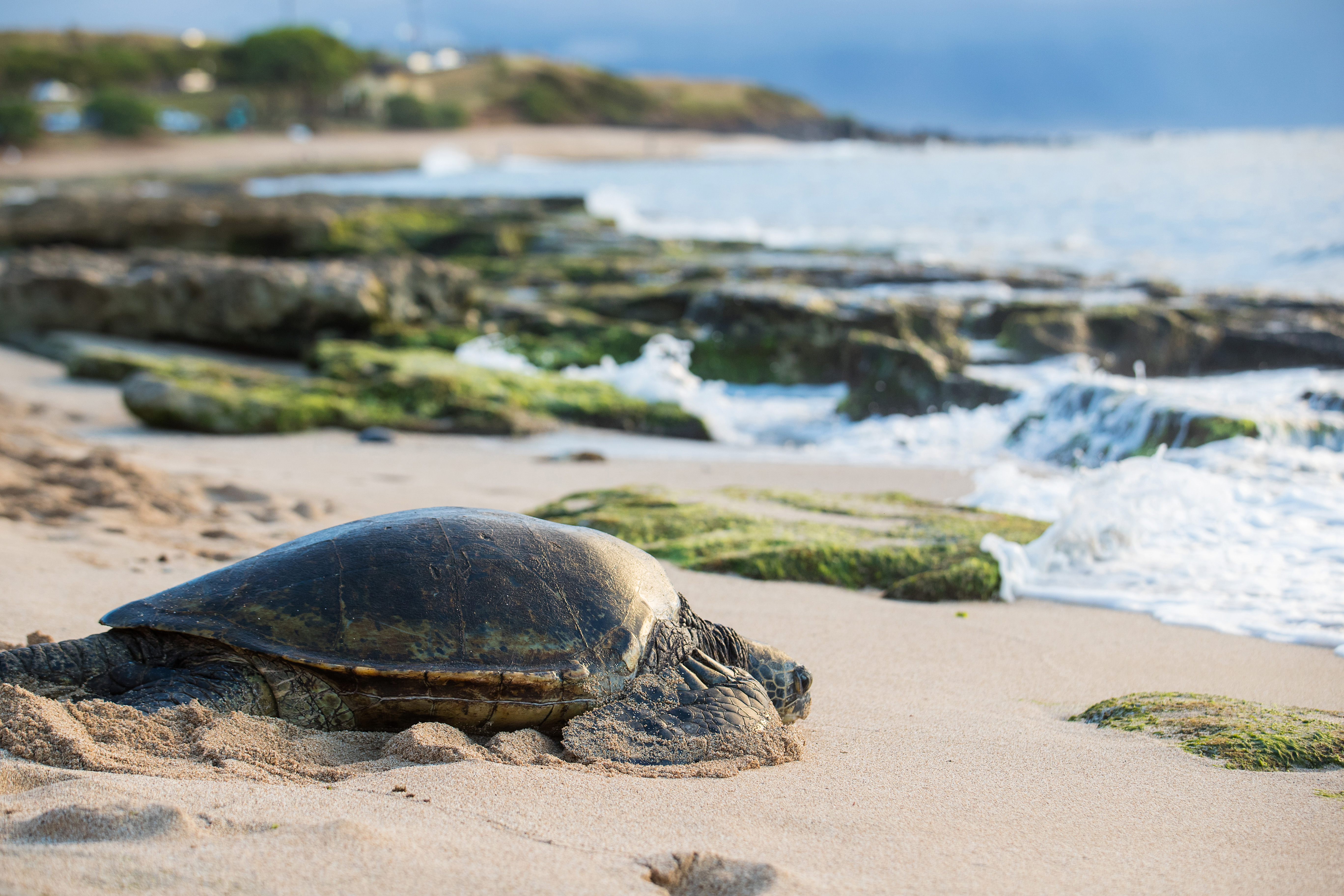 Green Sea Turtle
