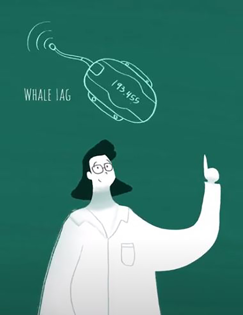Studying Sperm Whales and Beaked Whales in the Atlantic: The MAPS Project 