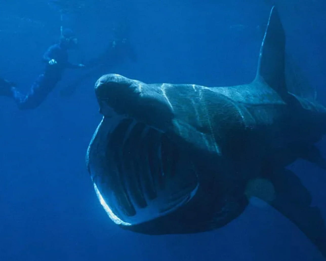 The basking shark cruising just under the ocean's surface.