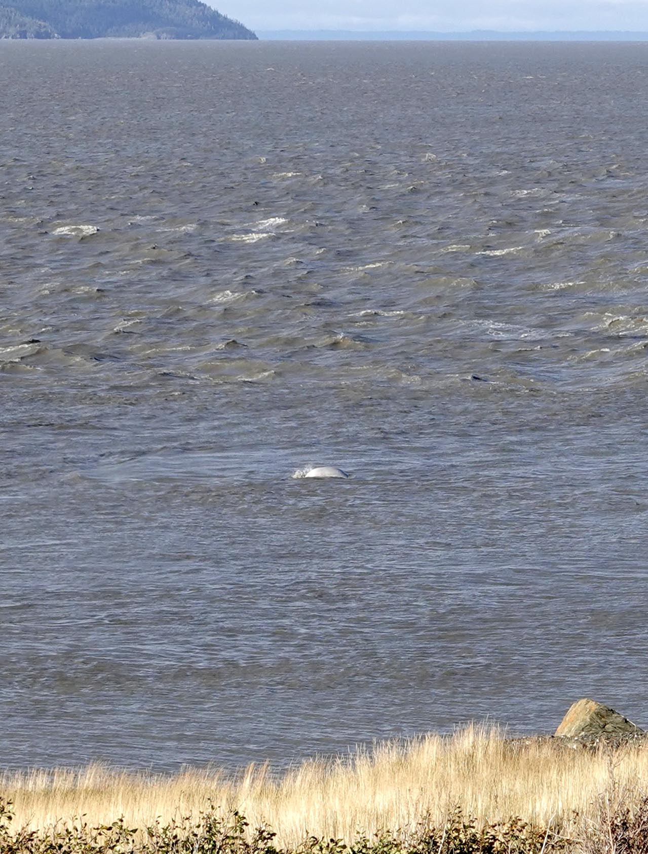 Whale