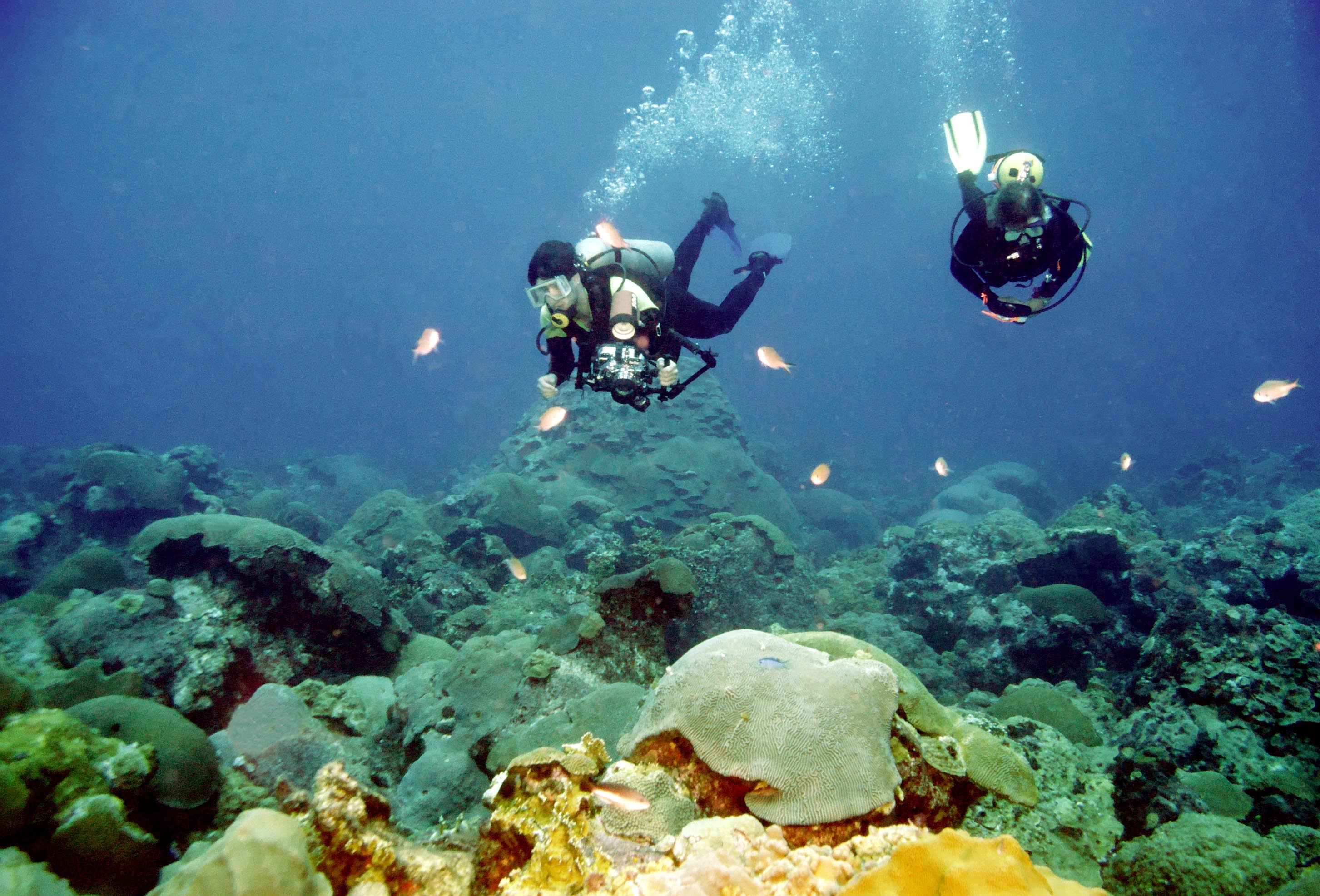 Sponges of Flower Garden Banks National Marine Sanctuary