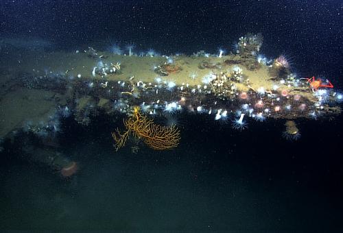 underwater coral