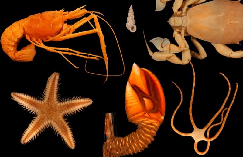 Specimen-Lots-Collection