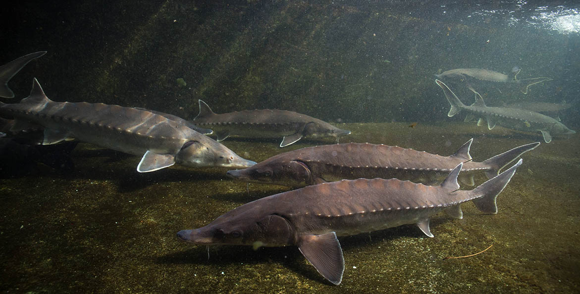 The Sturgeons