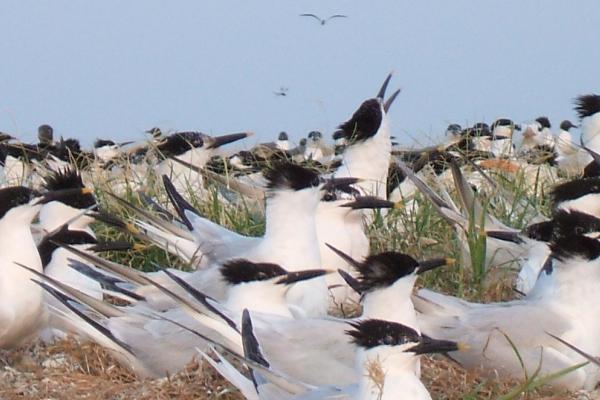 SandwichTerns on Breton Island