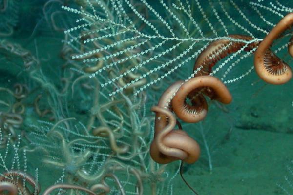 A field of the soft coral Callogorgia sp. with its ophiuroid symbiont. Image courtesy of Lophelia II 2010: Oil Seeps and Deep Reefs. (Public Domain.)