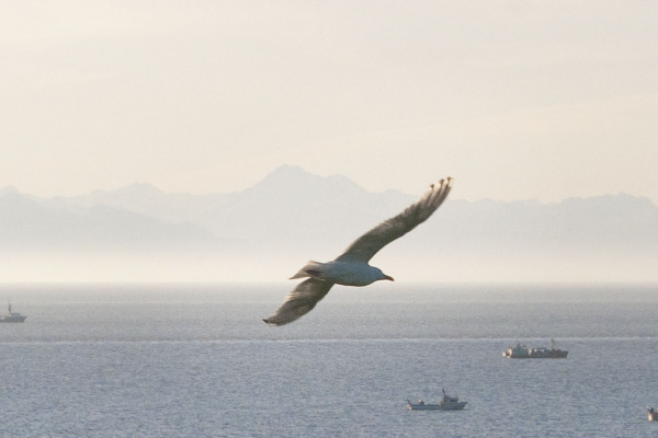 bird flying over water