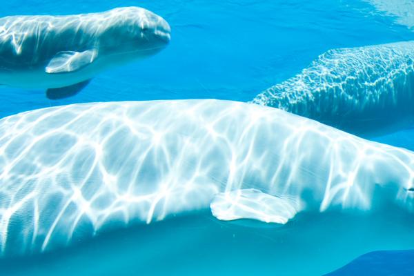 beluga whales