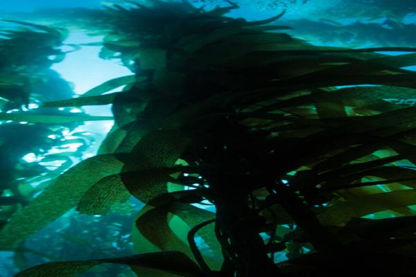 Dark Kelp Forest in California