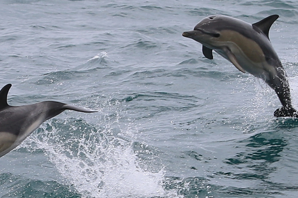 dolphins