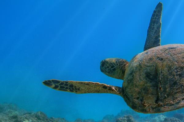 Environment underwater sea turtle