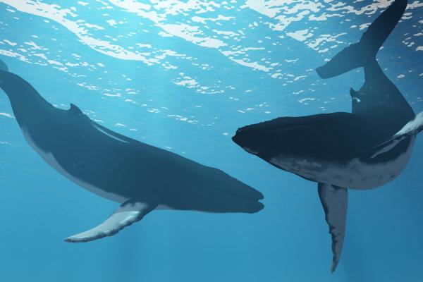 Two humpback whales swimming towards each other just under the ocean surface.