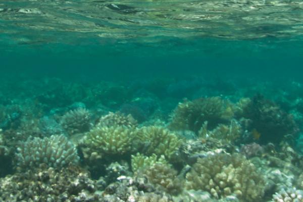 Ocean floor 