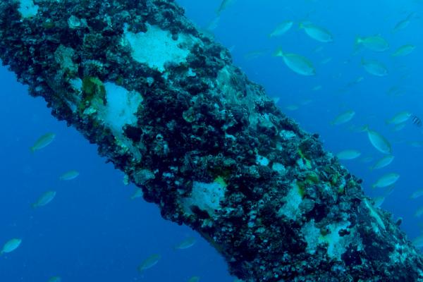 School of fish underwater near oil rig