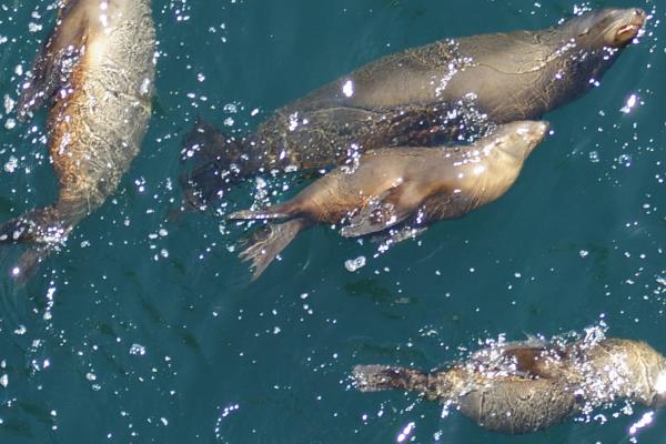 Sealions floating at the surface of the water