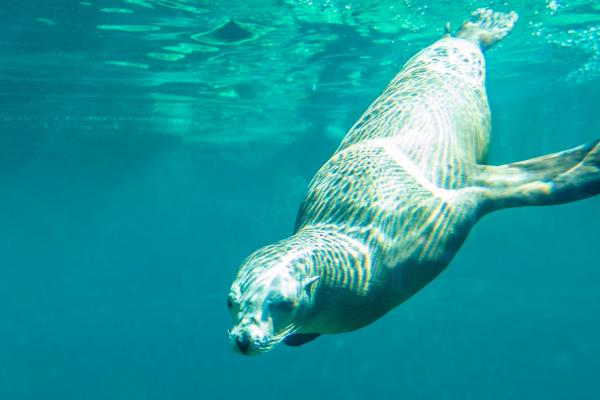 Underwater view of California sea lion diving
