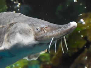 Atlantic Sturgeon