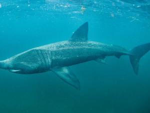 Basking Shark 2