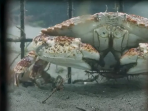 crab underwater