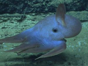 Dumbo Octopus 4