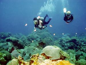 Divers swimming along very healthy live coral cover at East Flower Garden Bank at a depth of about 75 ft. (Photo by Gregory S Boland)