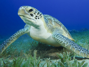 Green Sea Turtle