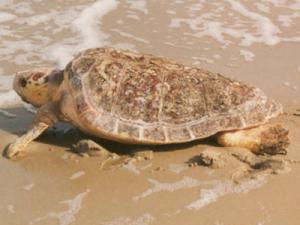 Loggerhead Sea Turtle (photo credit USFWS)