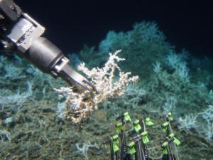 Manipulator arm of HOV Alvin removes a small piece of live Lophelia coral for sampling.