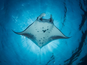 Ray