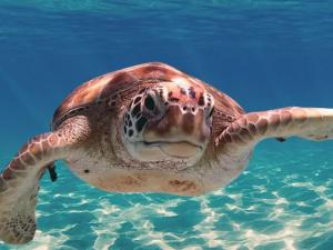 Sea Turtle