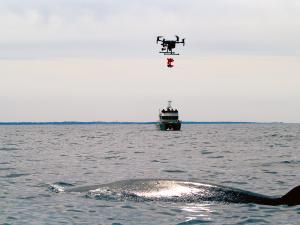 An Uncrewed Arial Vehicle (UAV or drone) deploys a suction-cup equipped, biologging “dtag” for attachment to a sei whale in the Stellwagen Bank National Marine Sanctuary. Sei whales are an endangered species of special interest to the Bureau of Ocean Energy Management and National Oceanic and Atmospheric Administration (NOAA)