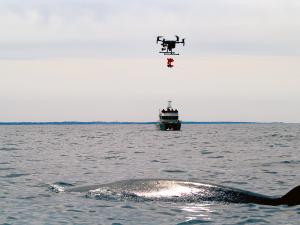 An Uncrewed Arial Vehicle (UAV or drone) deploys a suction-cup equipped, biologging “dtag” for attachment to a sei whale in the Stellwagen Bank National Marine Sanctuary. Sei whales are an endangered species of special interest to the Bureau of Ocean Energy Management and National Oceanic and Atmospheric Administration (NOAA)