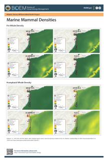Marine Mammals Sightings