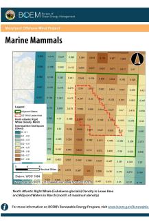 Maryland Offshore Wind Marine Mammals poster
