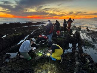 Caprinteria Ecology