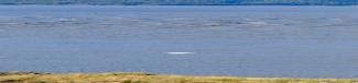 WINDY CORNER, Alaska -- A beluga whale (Delphinapterus leucas) swims by the viewing station here Sept. 23, 2023. A group of volunteer whale watchers were at Windy Corner, along Turnagain Arm, to count belugas as part of an effort to monitor the population of the endangered Cook Inlet beluga whales. BOEM photo by John Callahan.